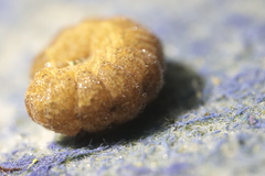 Noctua fimbriata