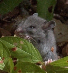 Peromyscus