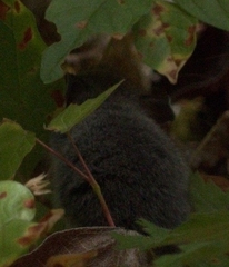Peromyscus