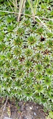 Plantago rigida
