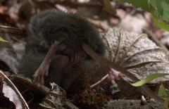 Peromyscus