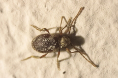 Ptinus