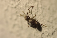 Ptinus