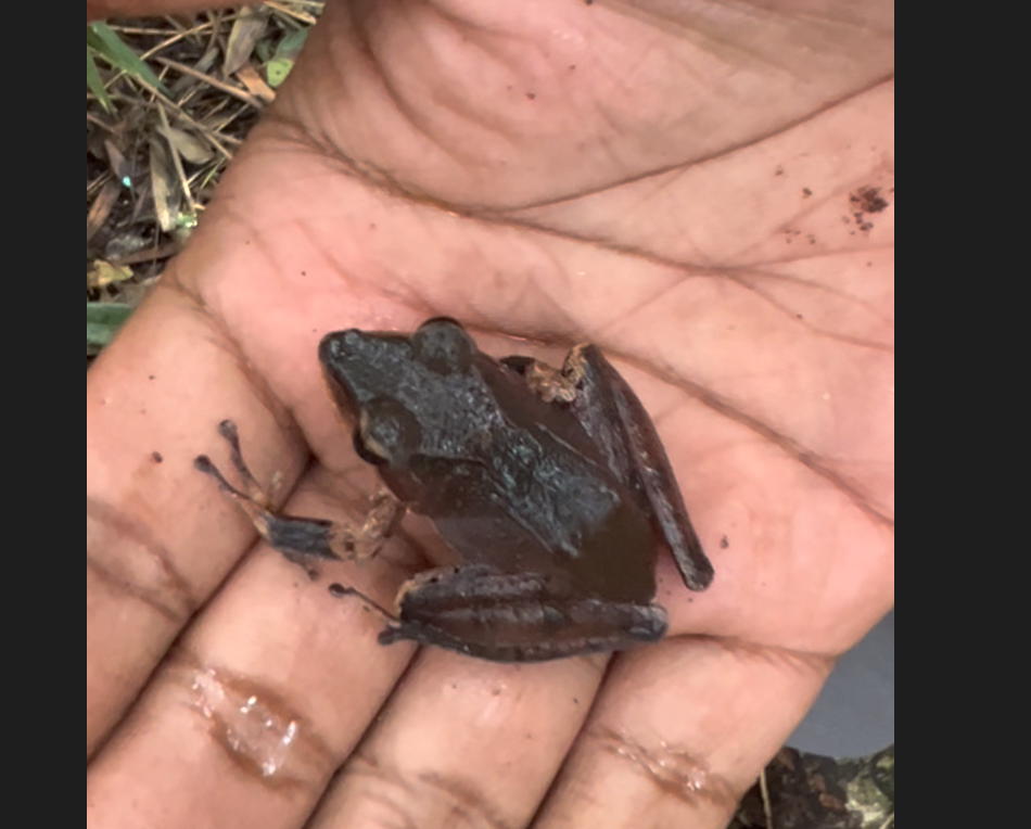Gephyromantis pedronoi