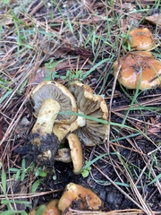 Pholiota velaglutinosa