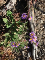 Dieteria bigelovii
