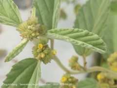 Waltheria indica