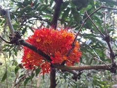 Saraca asoca
