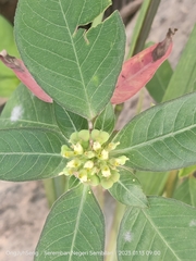 Euphorbia heterophylla