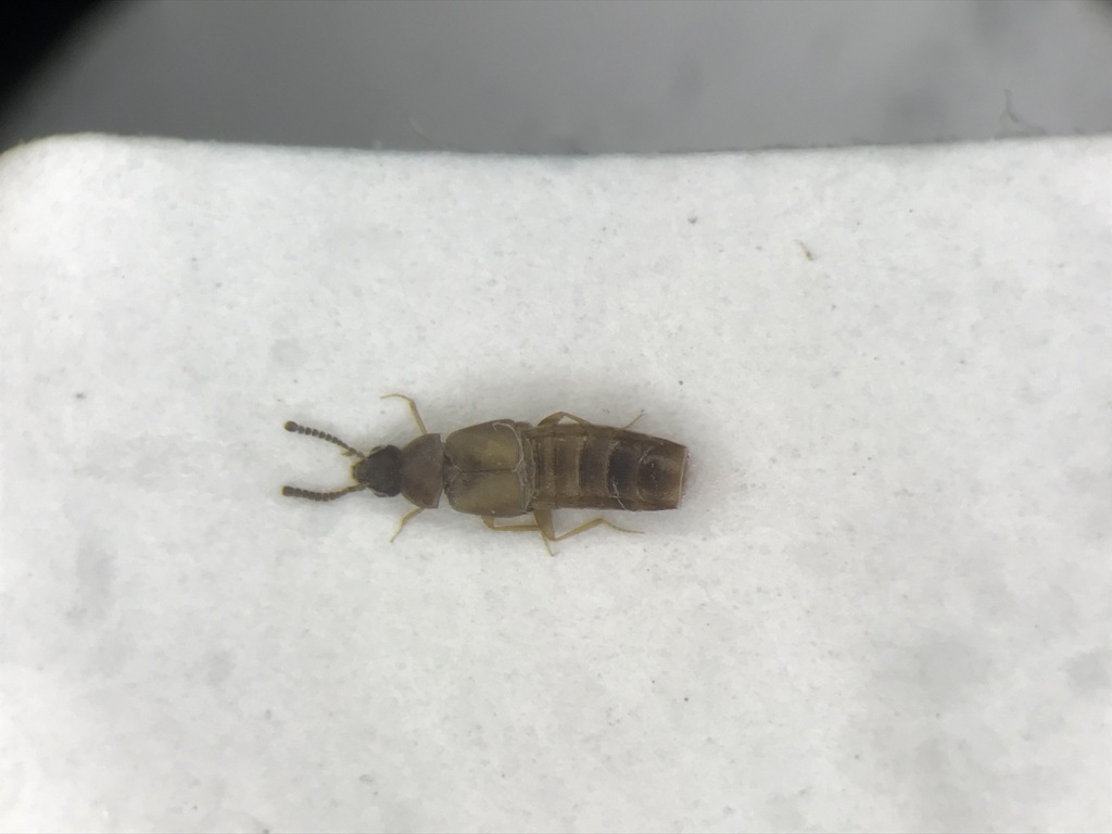 Rove beetle