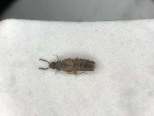 Rove beetle