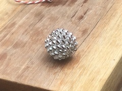 Allocasuarina littoralis