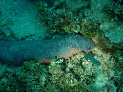 Holothuria edulis