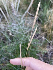Sporobolus pumilus