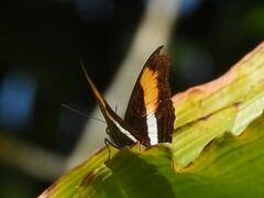 Adelpha heraclea