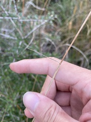 Sporobolus pumilus