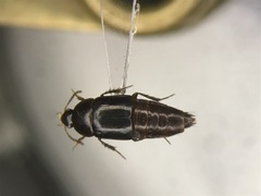 Tachinus picipes