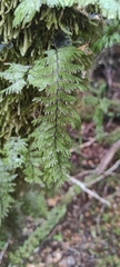 Hymenophyllum pectinatum