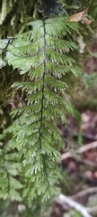 Hymenophyllum pectinatum
