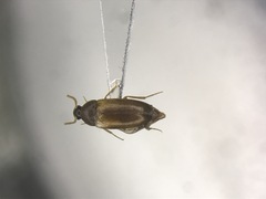 Hallomenus scapularis