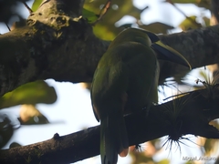 Aulacorhynchus prasinus