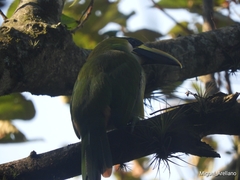 Aulacorhynchus prasinus