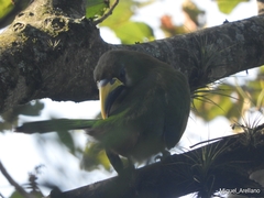 Aulacorhynchus prasinus