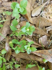 Acanthospermum australe