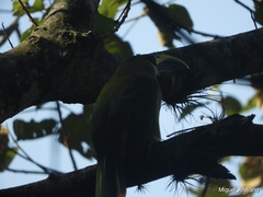 Aulacorhynchus prasinus