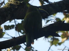 Aulacorhynchus prasinus