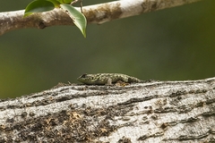 Sceloporus malachiticus