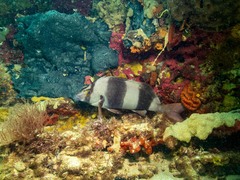 Pseudogoniistius nigripes