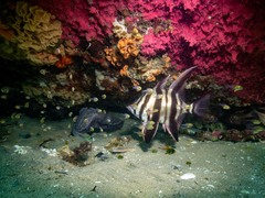 Pempheris multiradiata