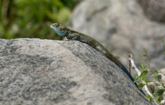 Acanthocercus ugandaensis