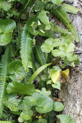 Anticlea occidentalis