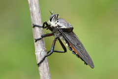 Blepharotes coriarius