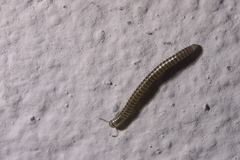 Brachyiulus