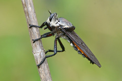 Blepharotes coriarius