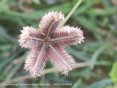 Dactyloctenium aegyptium