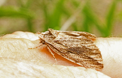 Ecnomodes sagittaria