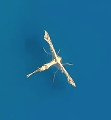 Lantanophaga pusillidactylus