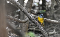 Eucometis penicillata