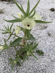 Mohavea confertiflora