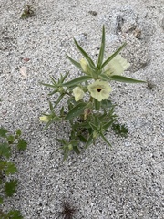 Mohavea confertiflora