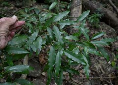 Cryptocarya clarksoniana