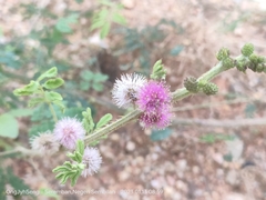 Mimosa diplotricha