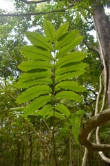 Dysoxylum oppositifolium