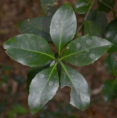 Denhamia fasciculiflora