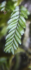 Hymenophyllum caespitosum