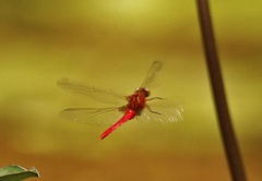 Rhodothemis lieftincki